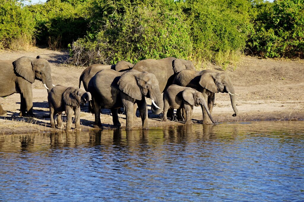 chobe national park gf03c58499 1920