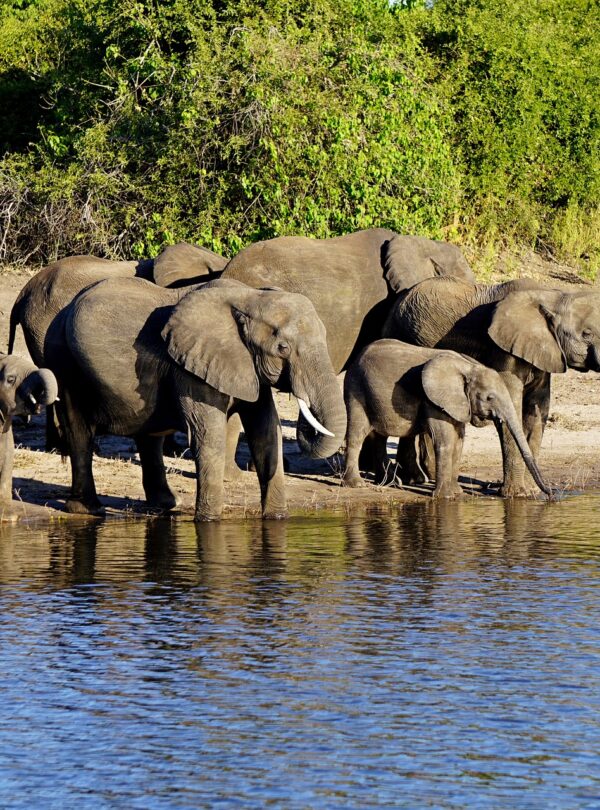 chobe national park gf03c58499 1920