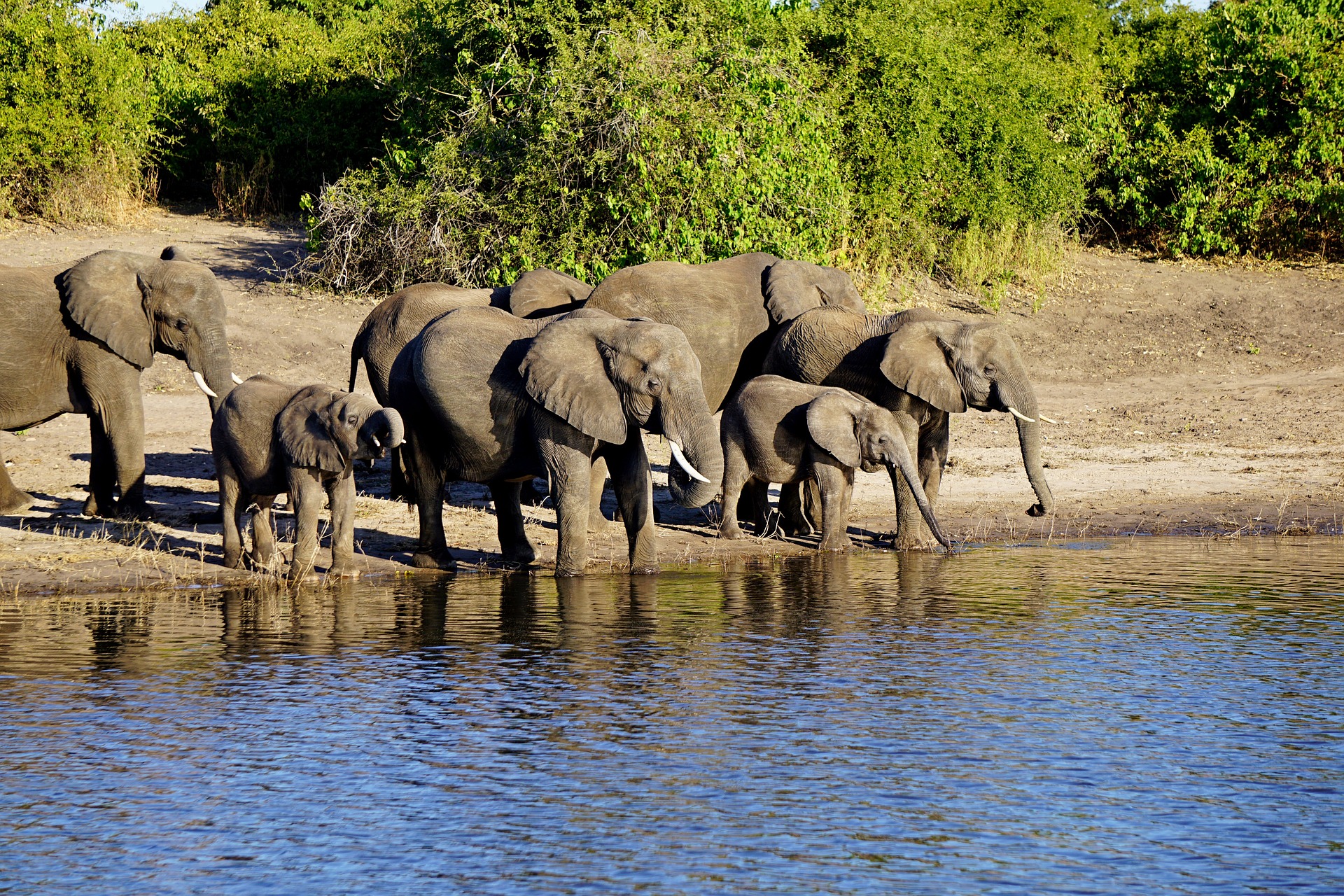 chobe national park gf03c58499 1920
