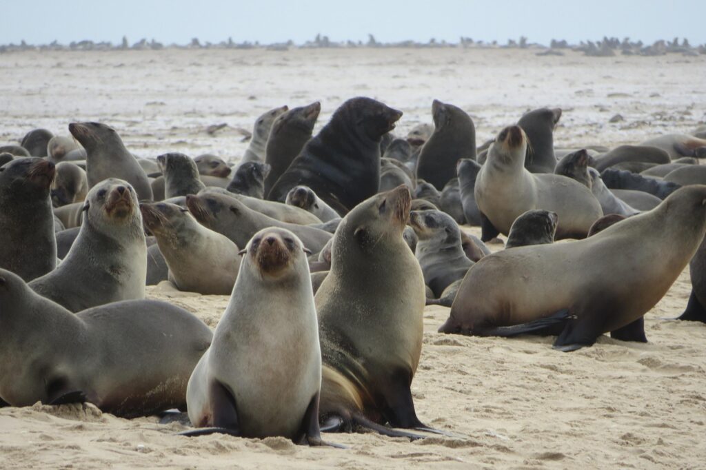 sea lions, seals, mammals, sailors, sea, beach, colony, namibia, swakopmund, walvis bay, ocean, mist, swakopmund, swakopmund, swakopmund, swakopmund, swakopmund, walvis bay, walvis bay, walvis bay