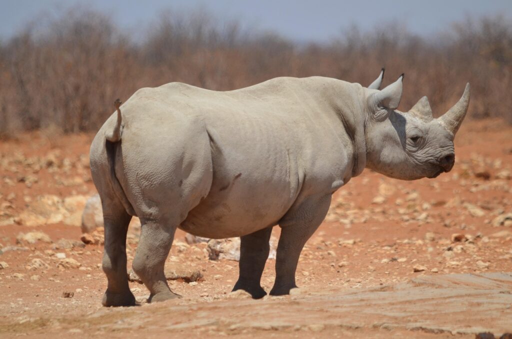 rhino, etosha, mammal, big five, etosha national park, rhino, rhino, rhino, rhino, rhino