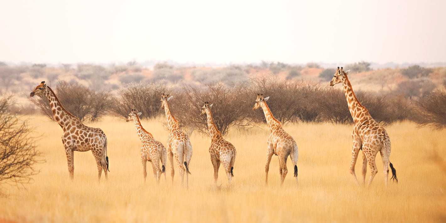 15 Day Namibia Self Drive -Go Big Safari