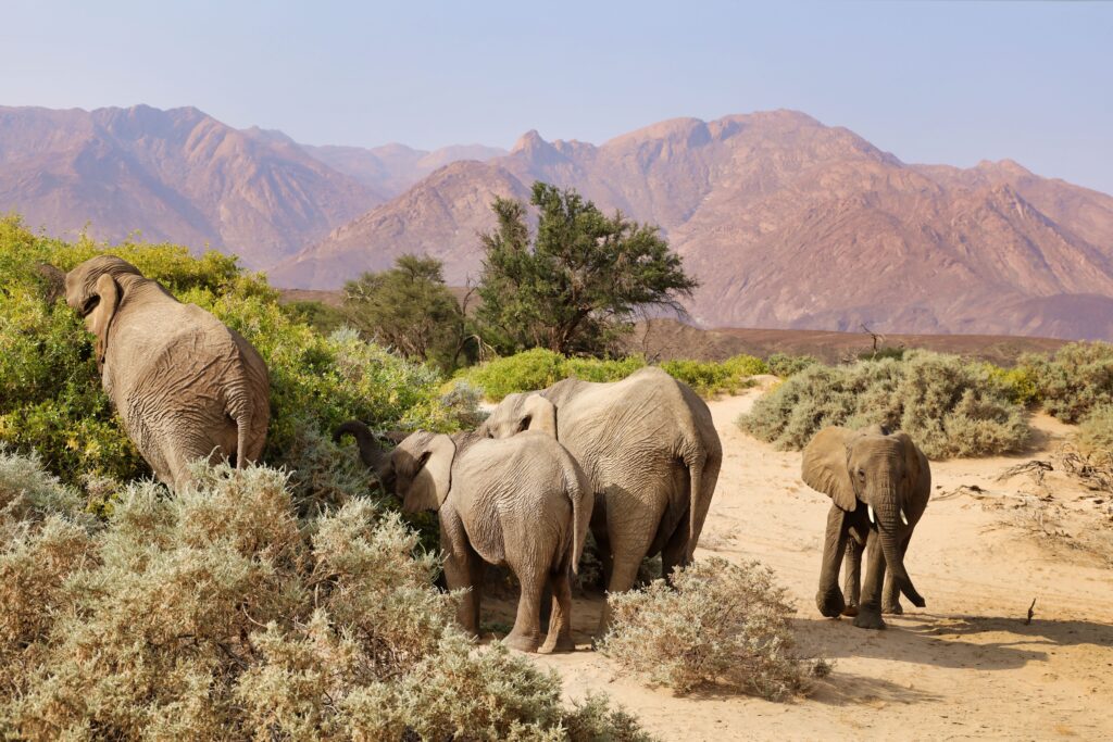 A group of African elephants graze peacefully in a desert landscape with mountains.